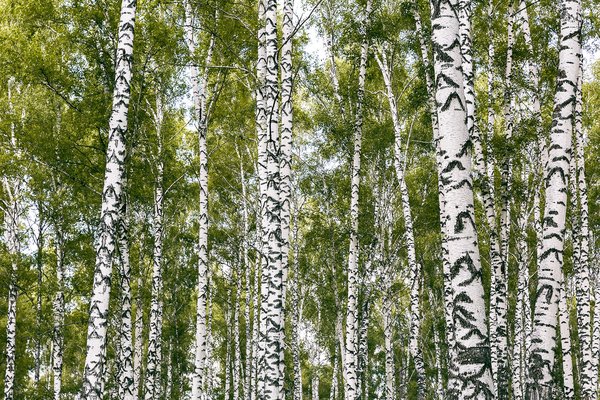 Lihatukku Harri Tamminen Oy – Vastuullista toimintaa